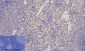 p38 Polyclonal Antibody